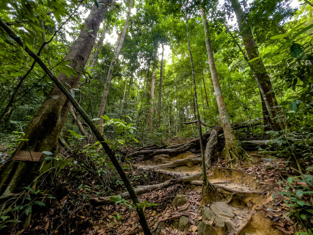 first flight of stairs to 1.5km marker Dragon Crest Mountain Khao Ngon Nak Krabi thailand - laugh travel eat