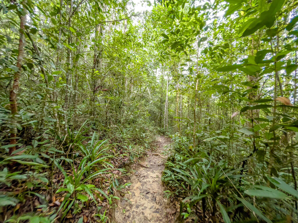 tree view to 2.5km marker Dragon Crest Mountain Khao Ngon Nak Krabi thailand - laugh travel eat