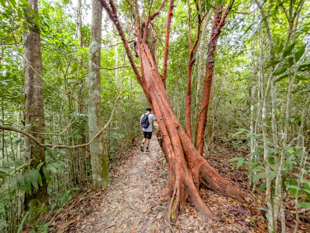 tree view to 2.5km marker Dragon Crest Mountain Khao Ngon Nak Krabi thailand - laugh travel eat