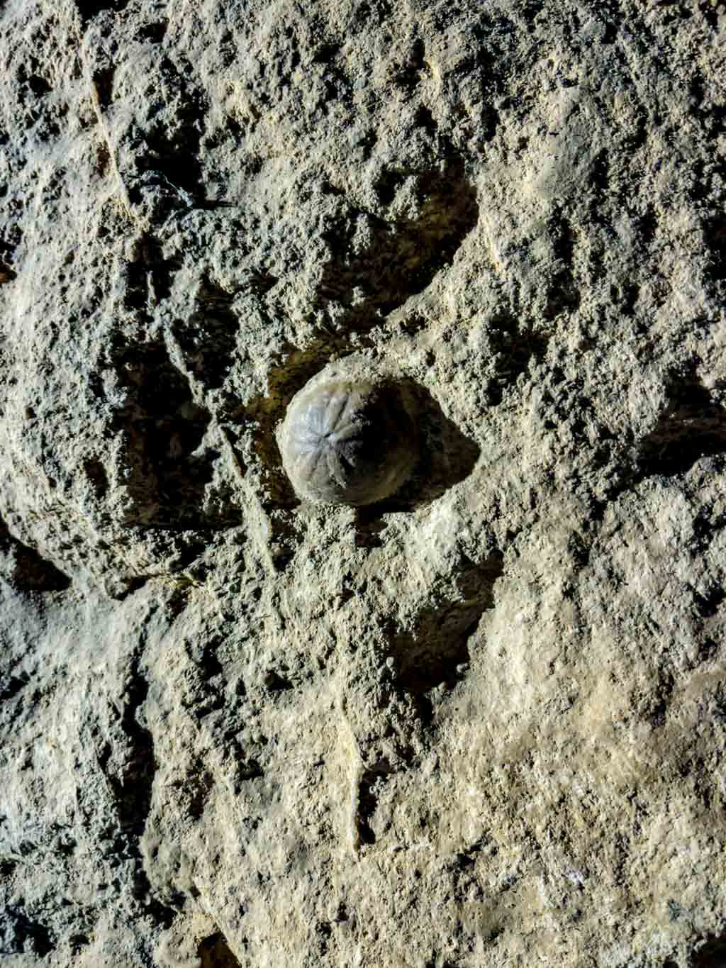 echinoid fossil Palvolgyi Cave budapest hungary - laugh travel eat