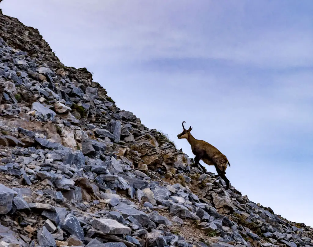 Balkan Chamois mount olympus litochoro greece - laugh travel eat