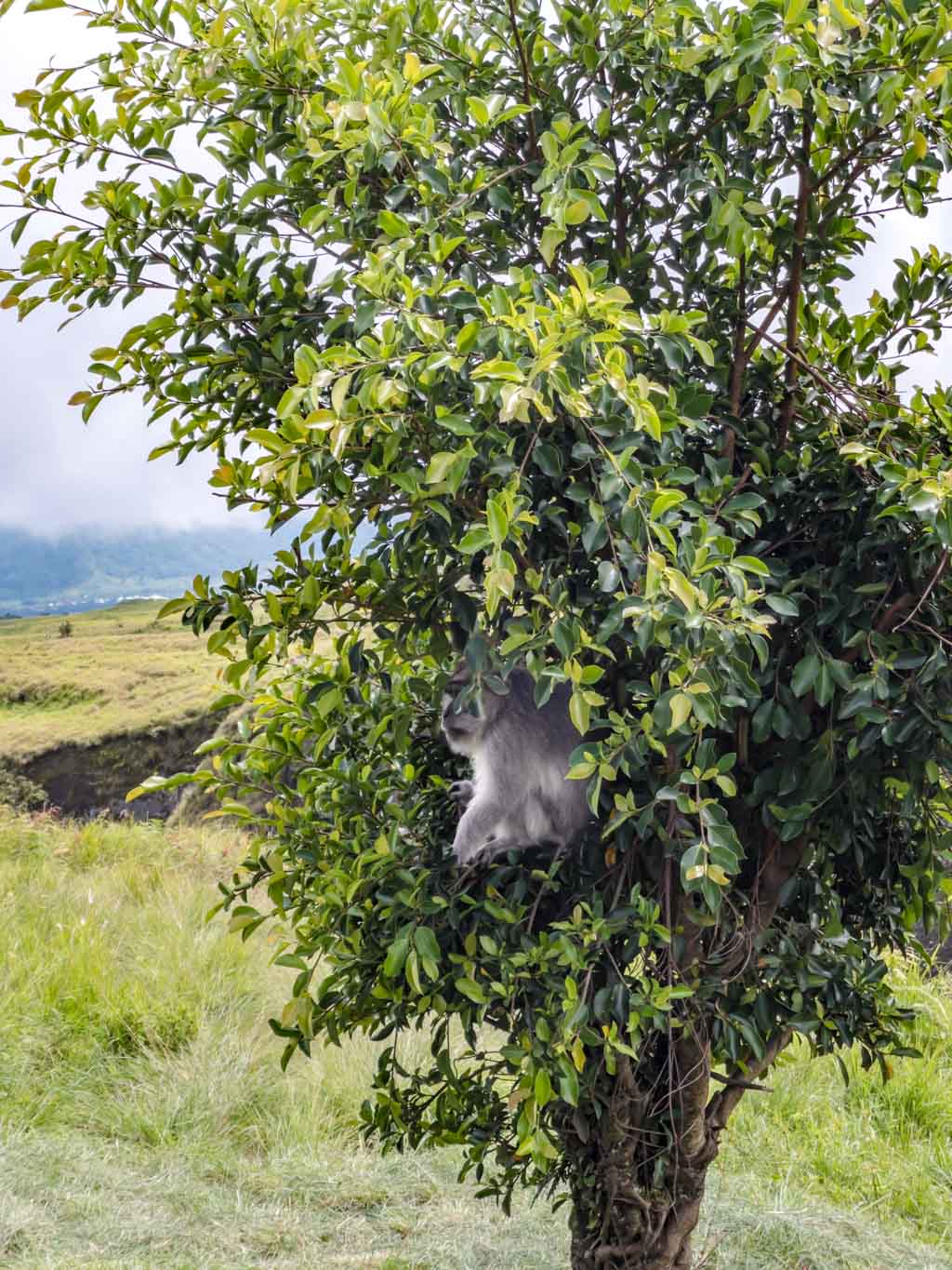 monkey at pos 2 sembalun route mount rinjani trek lombok indonesia - laugh travel eat