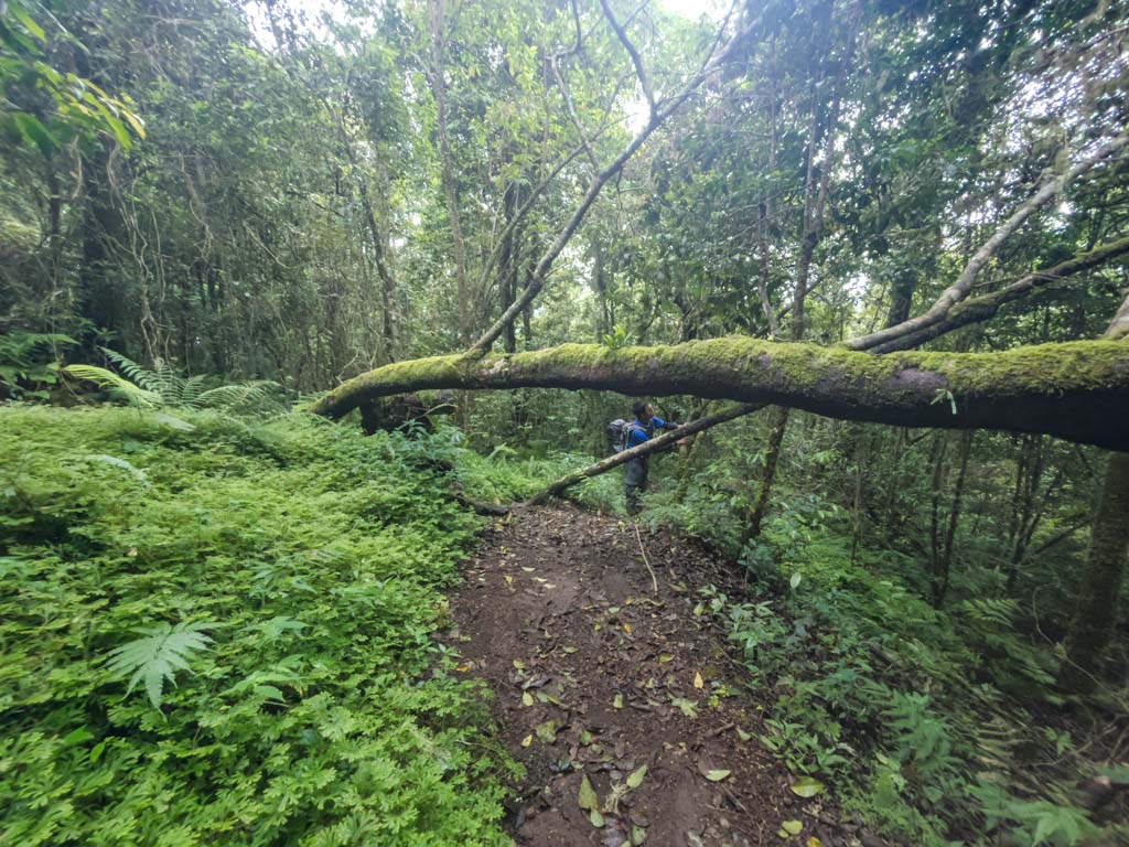 pos 3 to pos 4 senaru route mount rinjani trek lombok indonesia - laugh travel eat