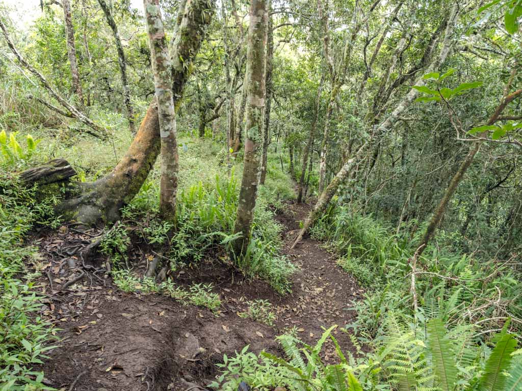 pos 3 to pos 4 senaru route mount rinjani trek lombok indonesia - laugh travel eat