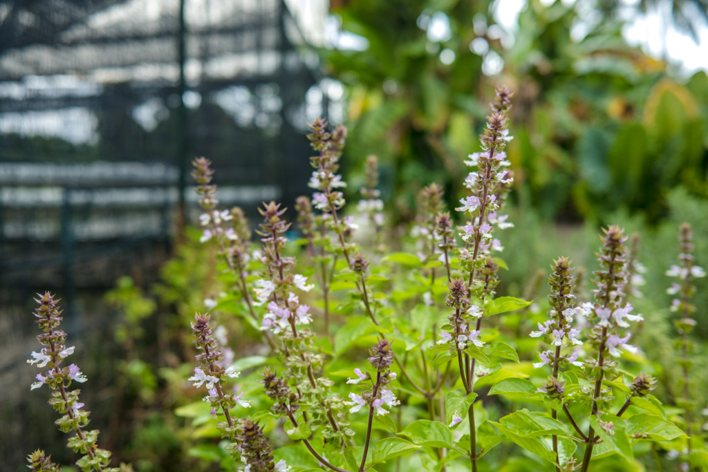 basil plant aquaponic farm Zero Restaurant Villa Park Sun Island Maldives - laugh travel eat
