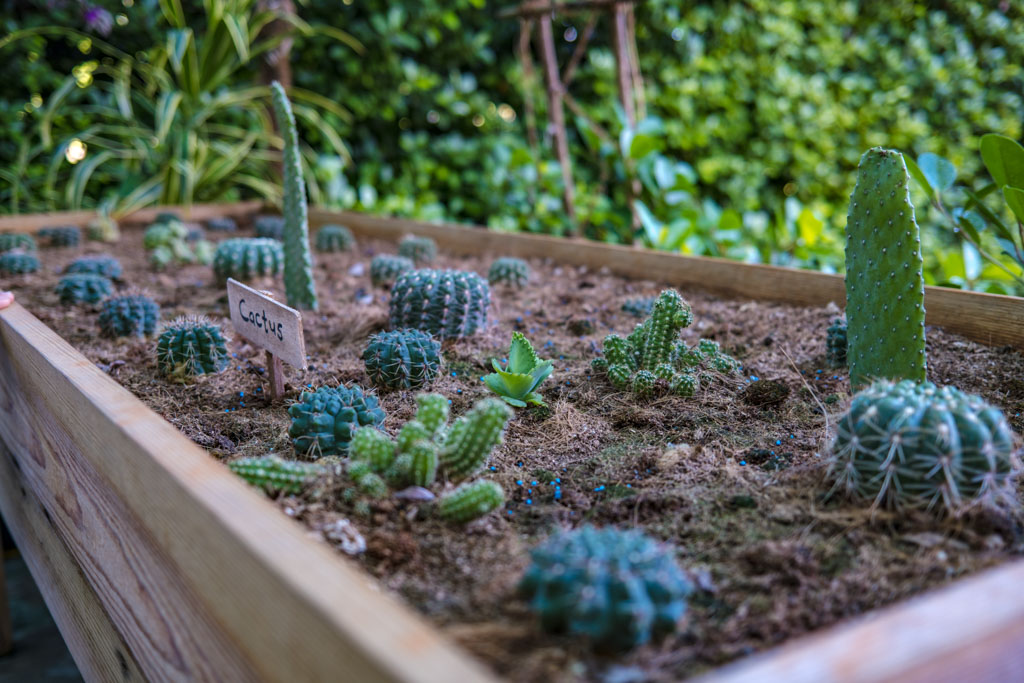 cactus Green Fingers Villa Park Sun Island Maldives - laugh travel eat