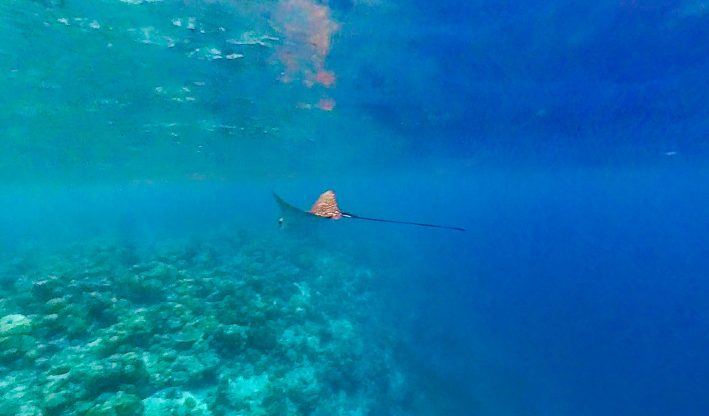 eagle ray Baa Atoll Royal Island Resort Maldives - laugh travel eat