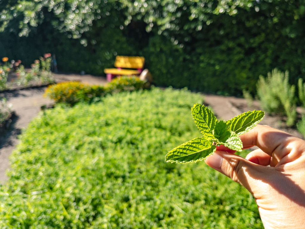 green fingers Villa Park Sun Island Maldives - laugh travel eat-3