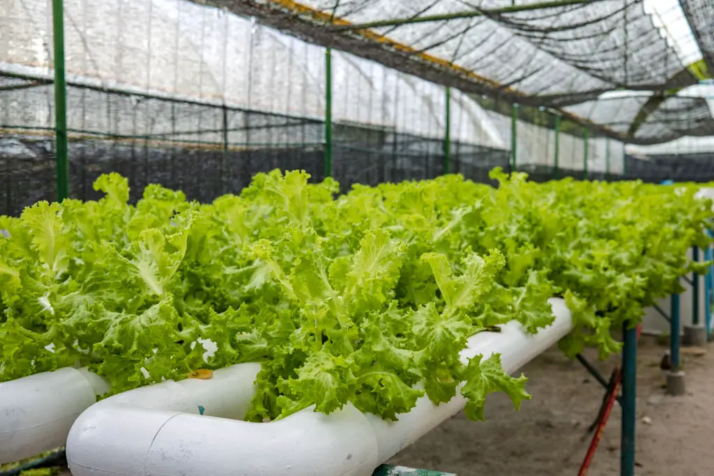 lettuce aquaponic farm Zero Restaurant Villa Park Sun Island Maldives - laugh travel eat
