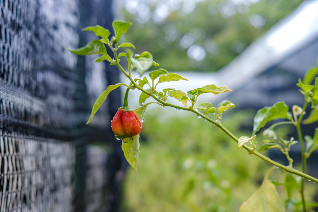 maldivian pepper farm Zero Restaurant Villa Park Sun Island Maldives - laugh travel eat