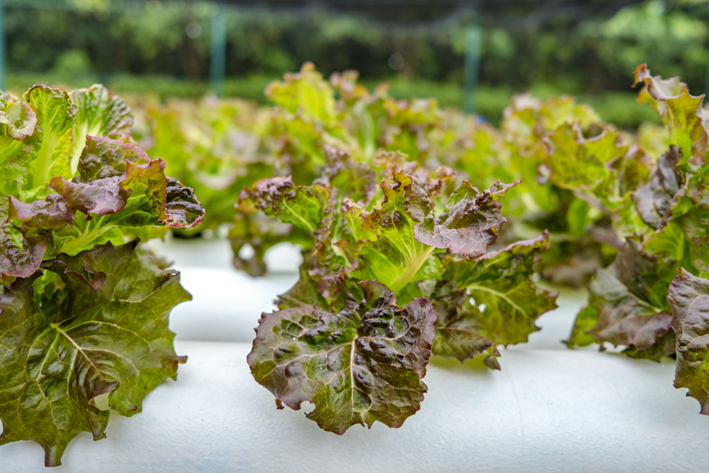 more greens aquaponic farm Zero Restaurant Villa Park Sun Island Maldives - laugh travel eat