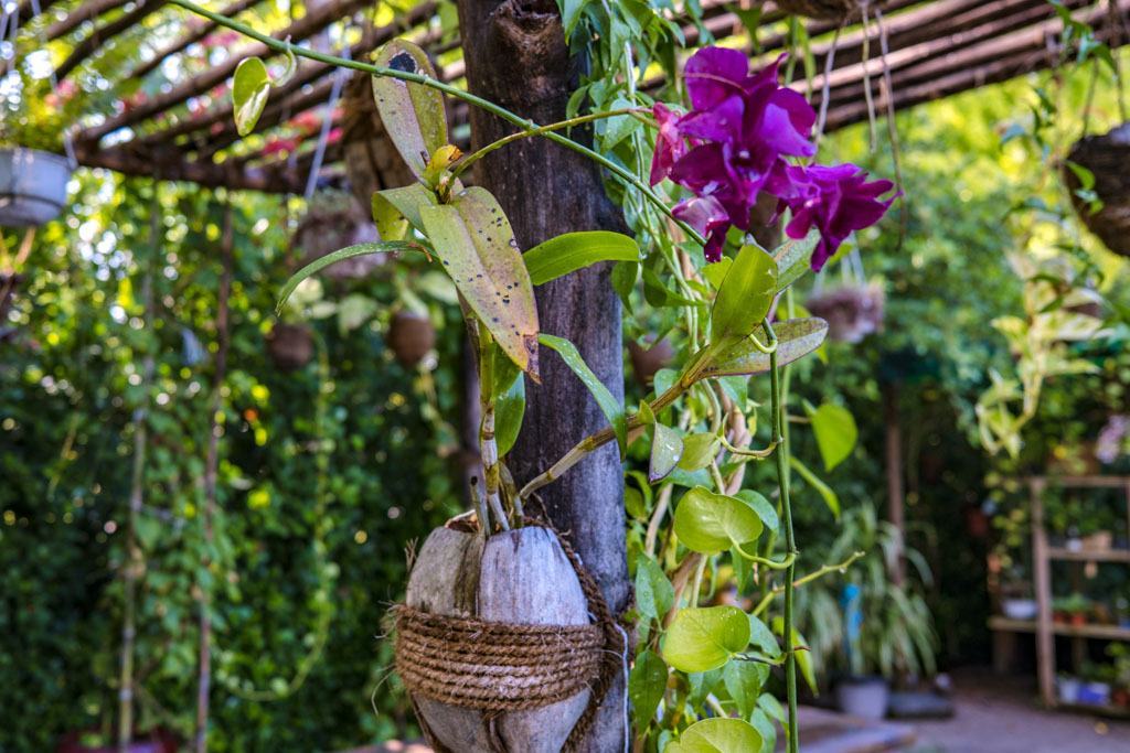 orchid green fingers Villa Park Sun Island Maldives - laugh travel eat