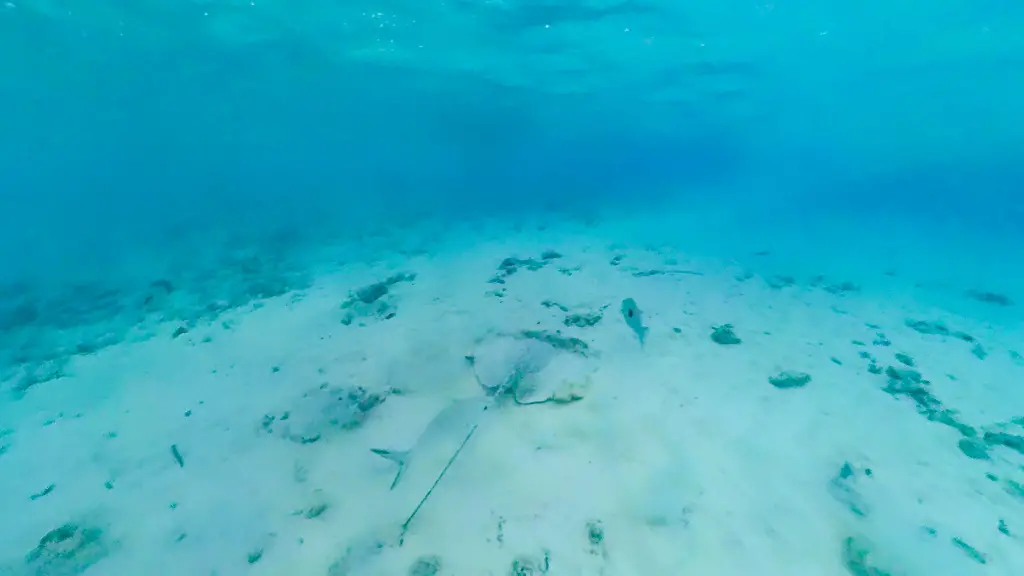 sting ray in front of Royal Island Resort Maldives - laugh travel eat