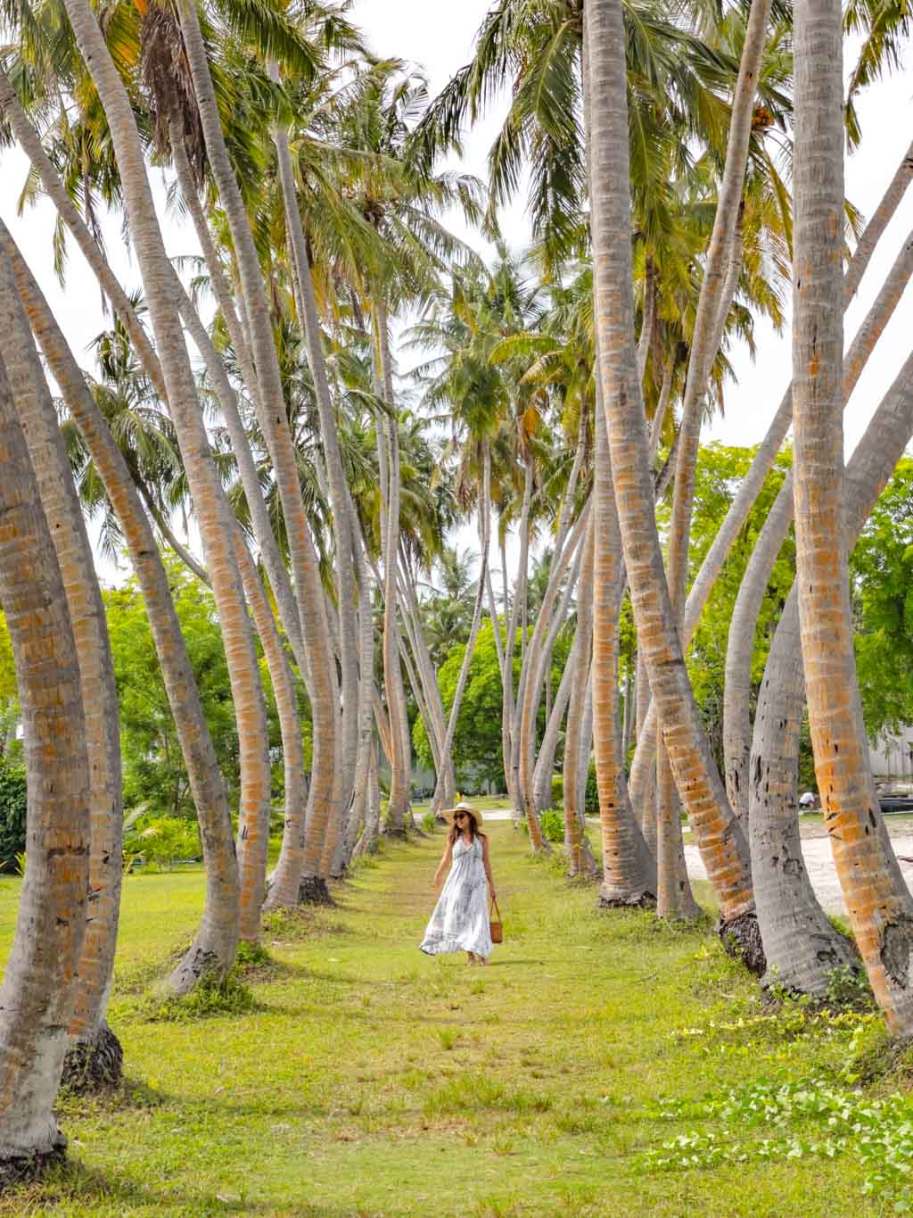 tree lined walkway near southern star Villa Park Sun Island Maldives - laugh travel eat