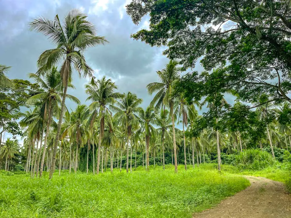 coconut farm the Farm at San Benito Philippines - laugh travel eat