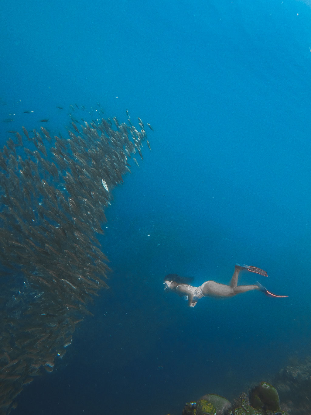 sardine runs moalboal cebu philippines - laugh travel eat-5