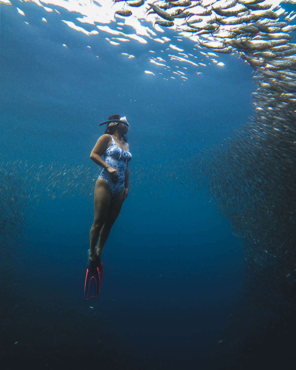 sardine runs moalboal cebu philippines - laugh travel eat-5