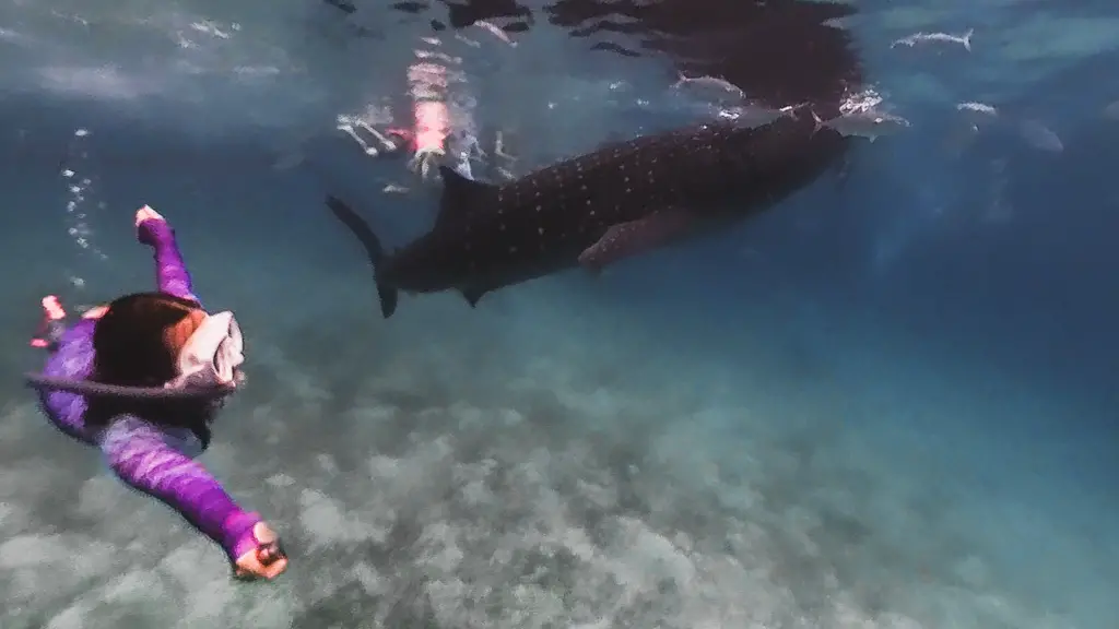 whale shark oslob cebu philippines - laugh travel eat