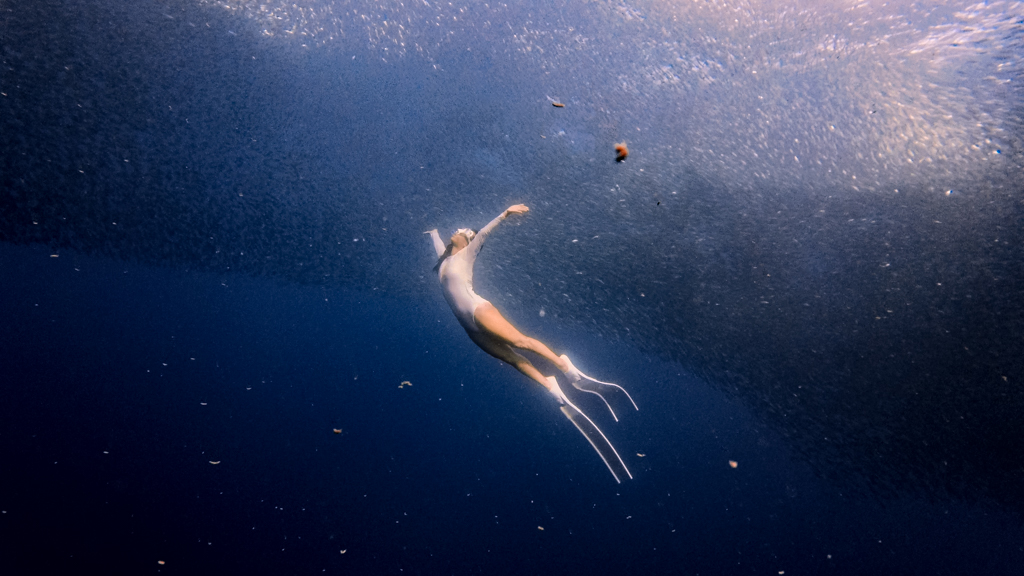 free diving with sardine run moalboal cebu philippines _ Laugh Travel Eat