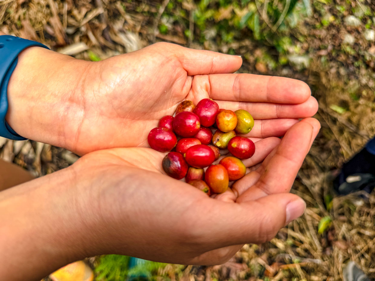 coffee processing coffee farm on inca trail day 3 Alpaca Expeditions Salkantay Trek Cusco Peru - laugh travel eat