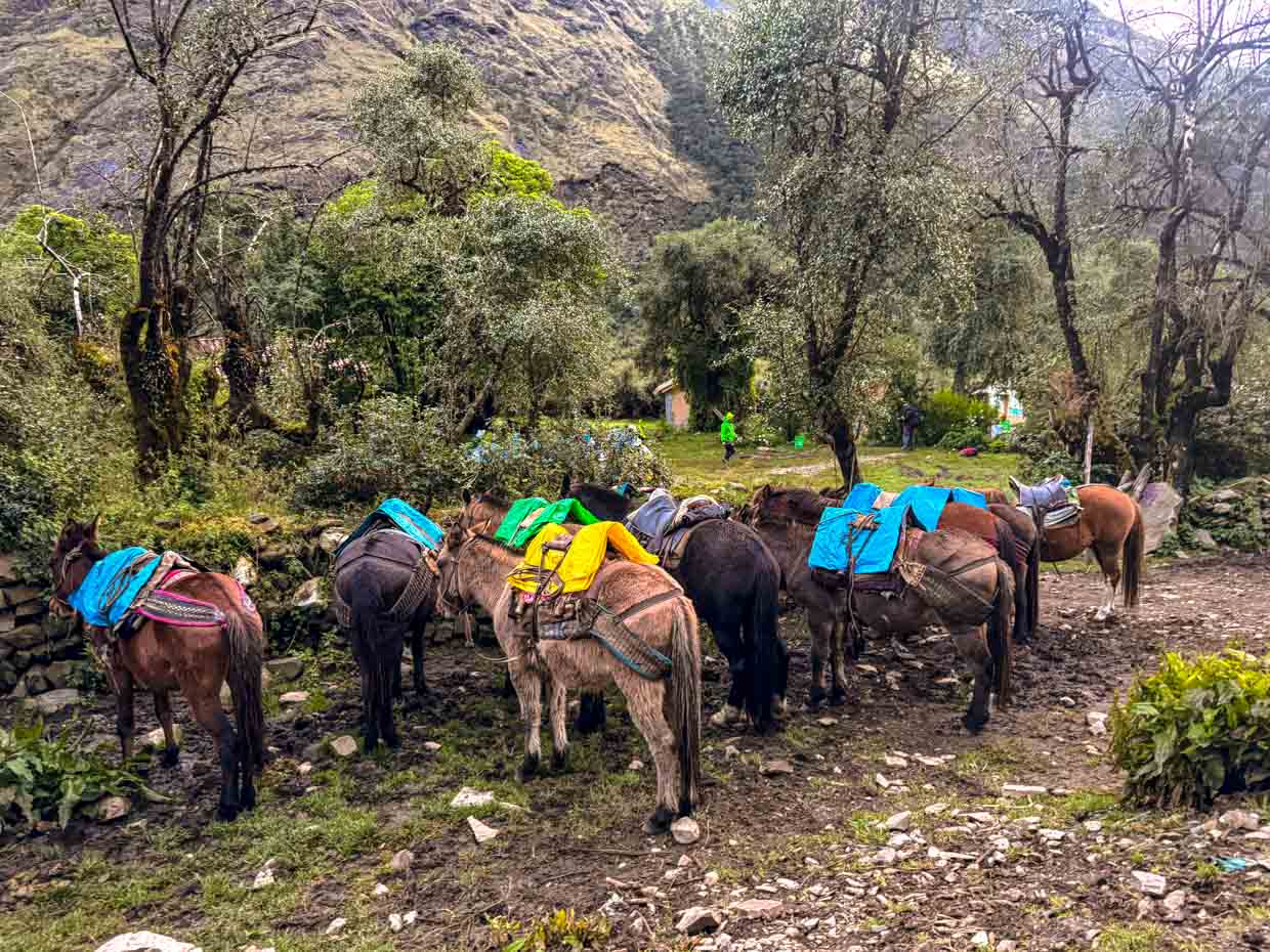 horses carrying our bags day 1 Alpaca Expeditions Salkantay Trek Cusco Peru - laugh travel eat