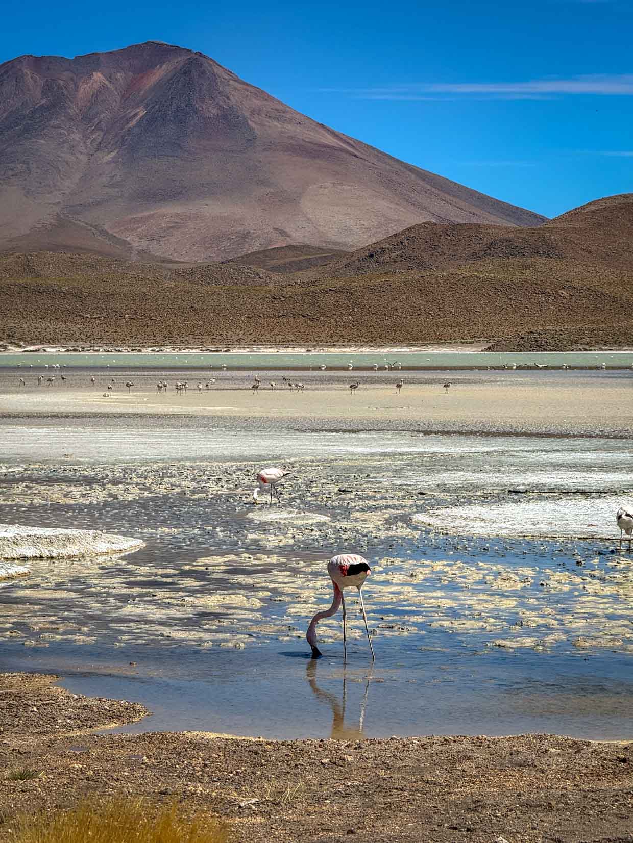 Lake Hedionda day 2 of Uyuni tour Bolivia - laugh travel eat-3