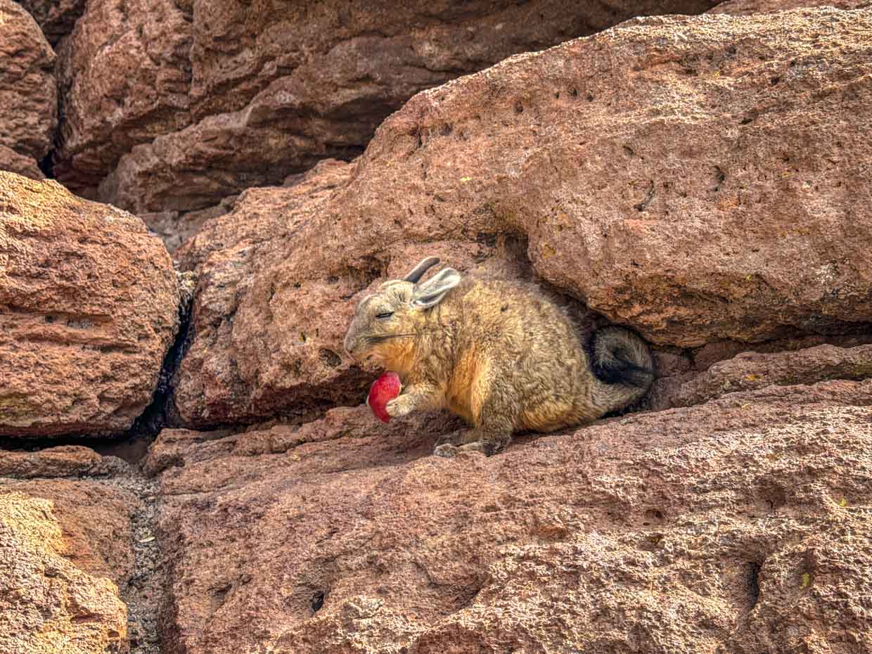Viscachas on day 2 of Uyuni tour Bolivia - laugh travel eat-4