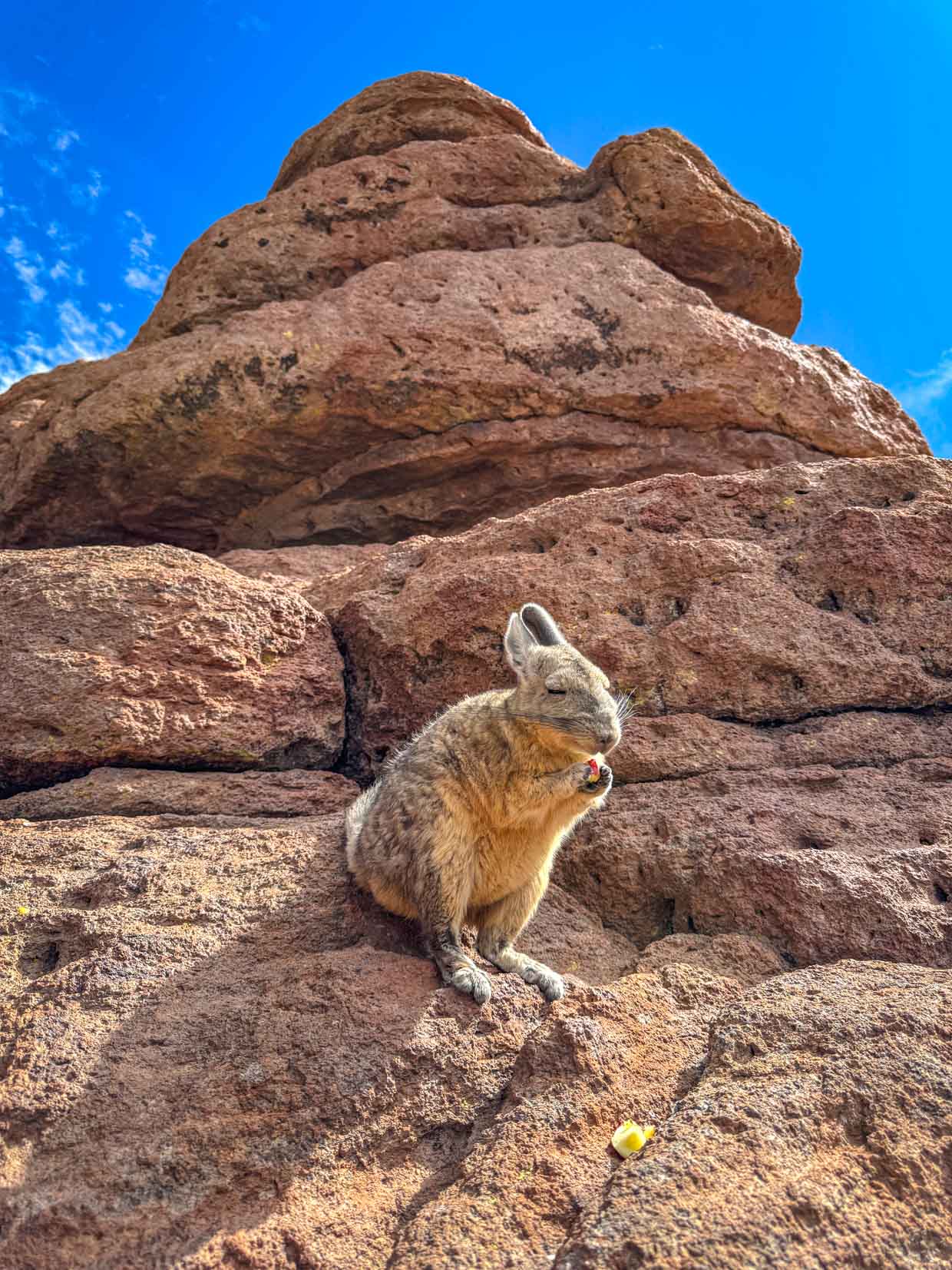 Viscachas on day 2 of Uyuni tour Bolivia - laugh travel eat