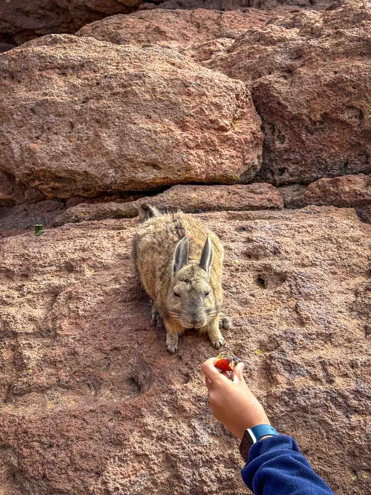 Viscachas on day 2 of Uyuni tour Bolivia - laugh travel eat