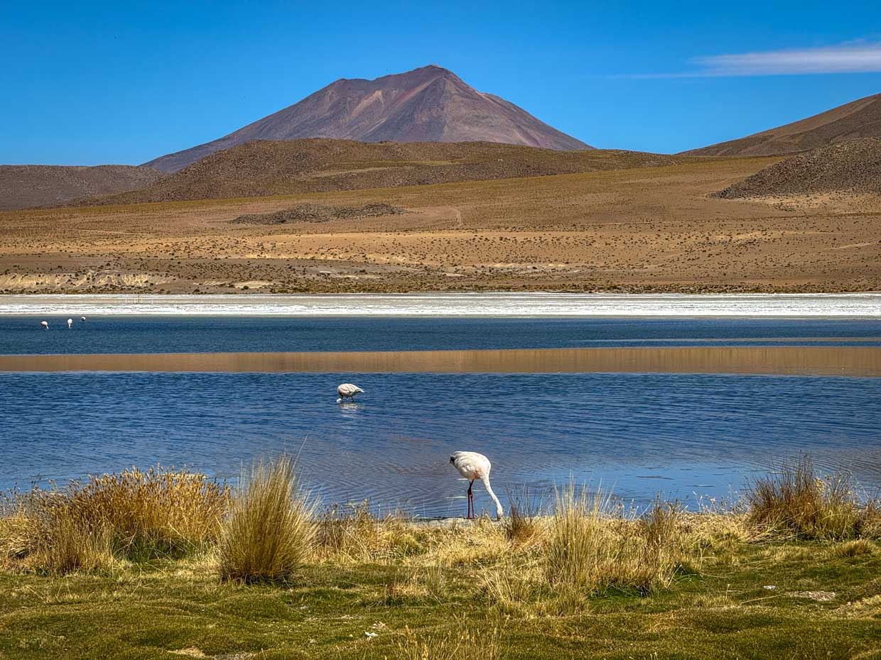 flamingoes Lake Canapa day 2 of Uyuni tour Bolivia - laugh travel eat