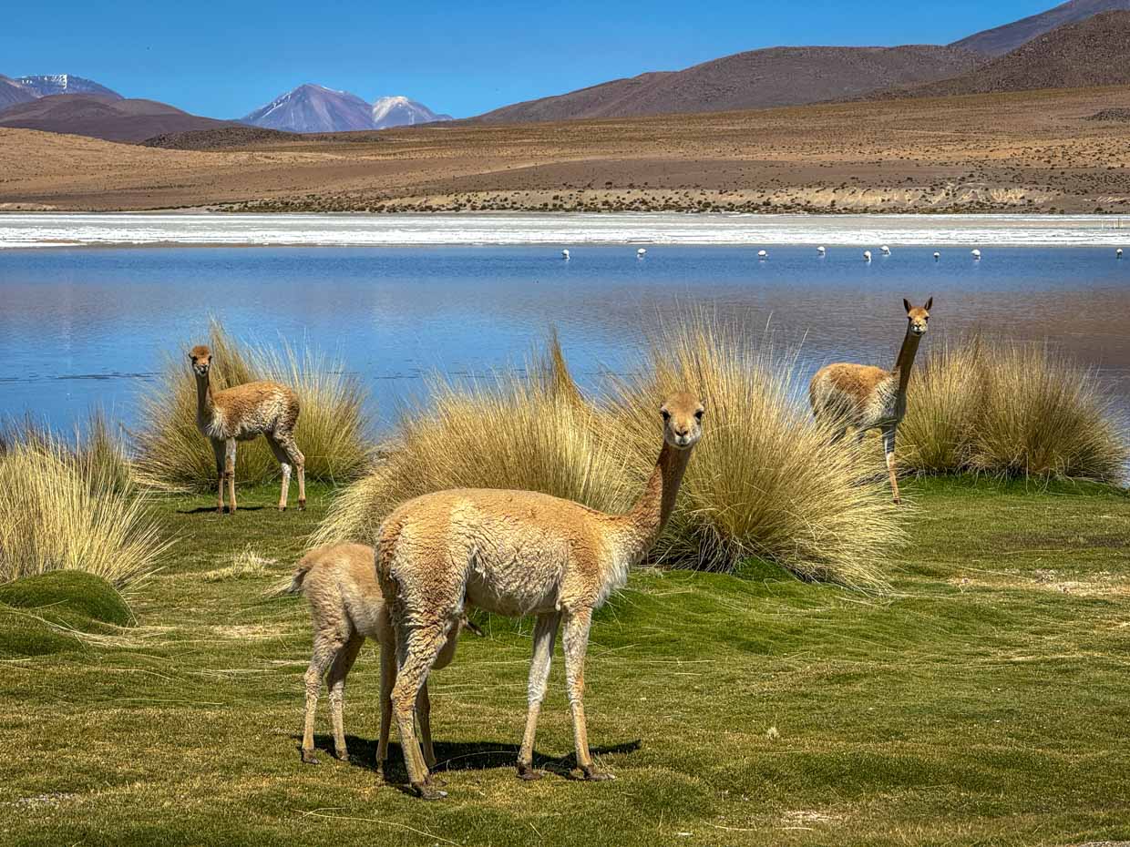 vicuña Lake Canapa day 2 of Uyuni tour Bolivia - laugh travel eat