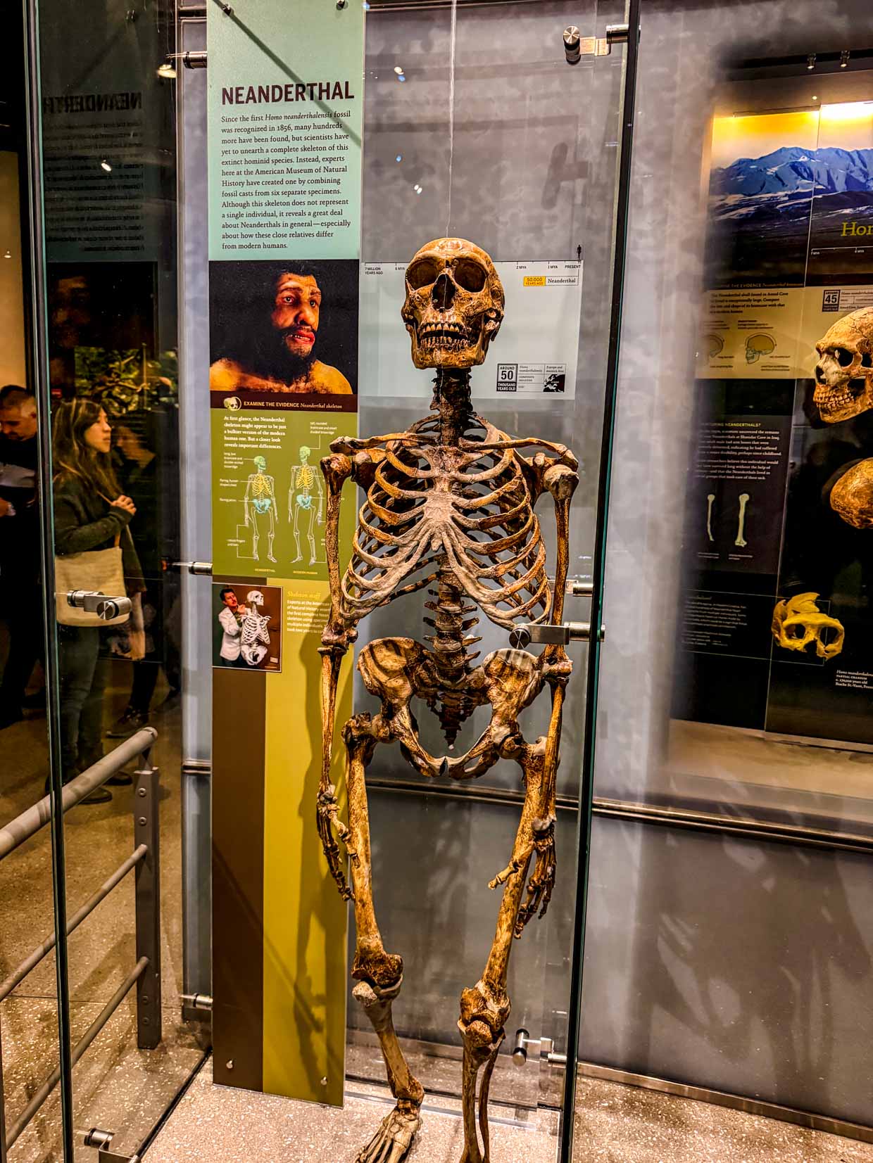 Human Origin Lucy australopithecine Natural History Museum New York USA - laugh travel eat