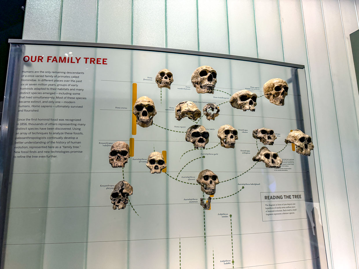 Human Origin Natural History Museum New York USA - laugh travel eat