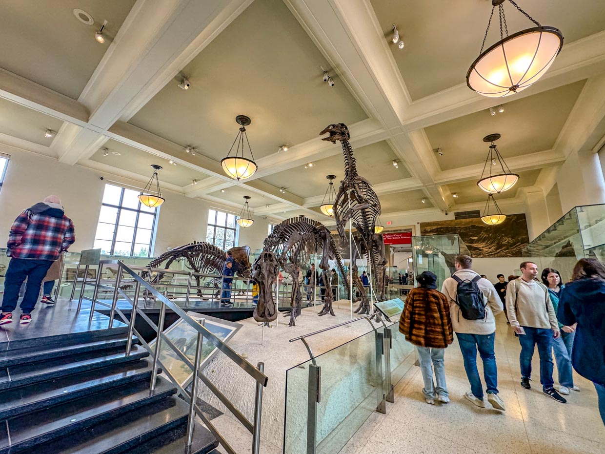 dinosaur section Natural History Museum New York USA - laugh travel eat