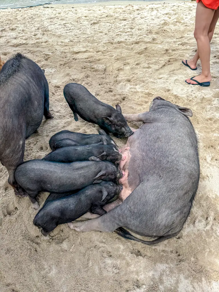 Koh Samui Pig Island Tour thailand _ laugh travel eat