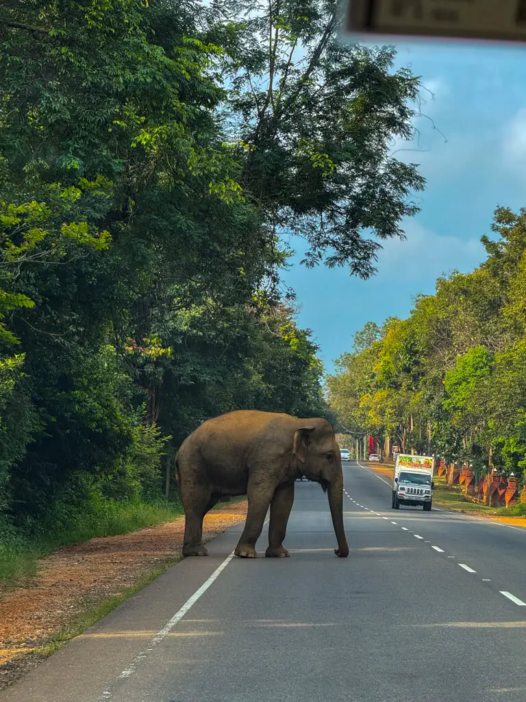 elephant road habarana sri lanka _ laugh travel eat