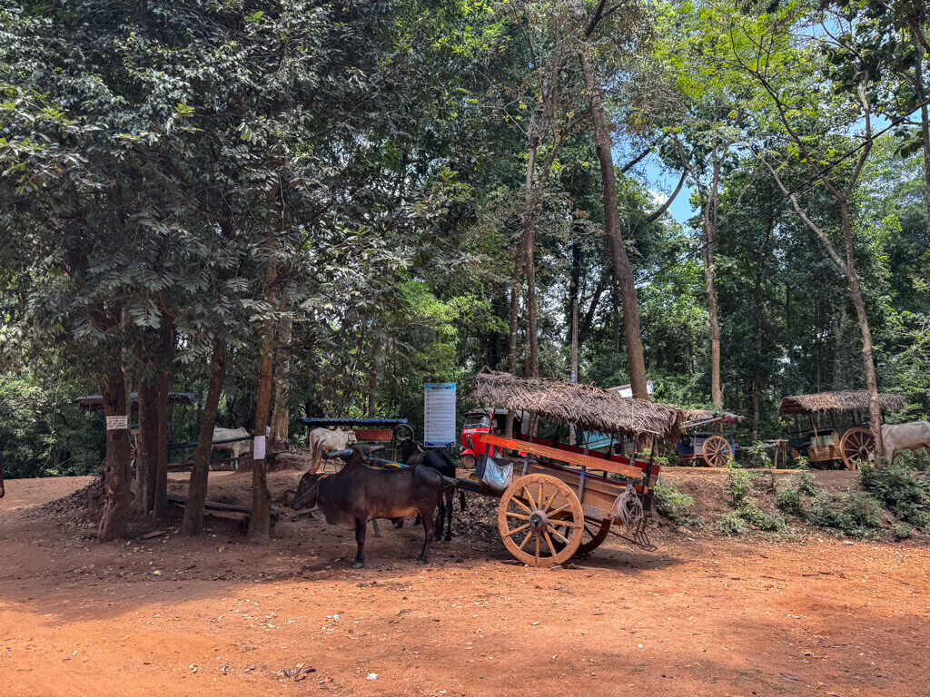 bullcart ride Hiriwadunna Village habarana sri lanka _ laugh travel eat