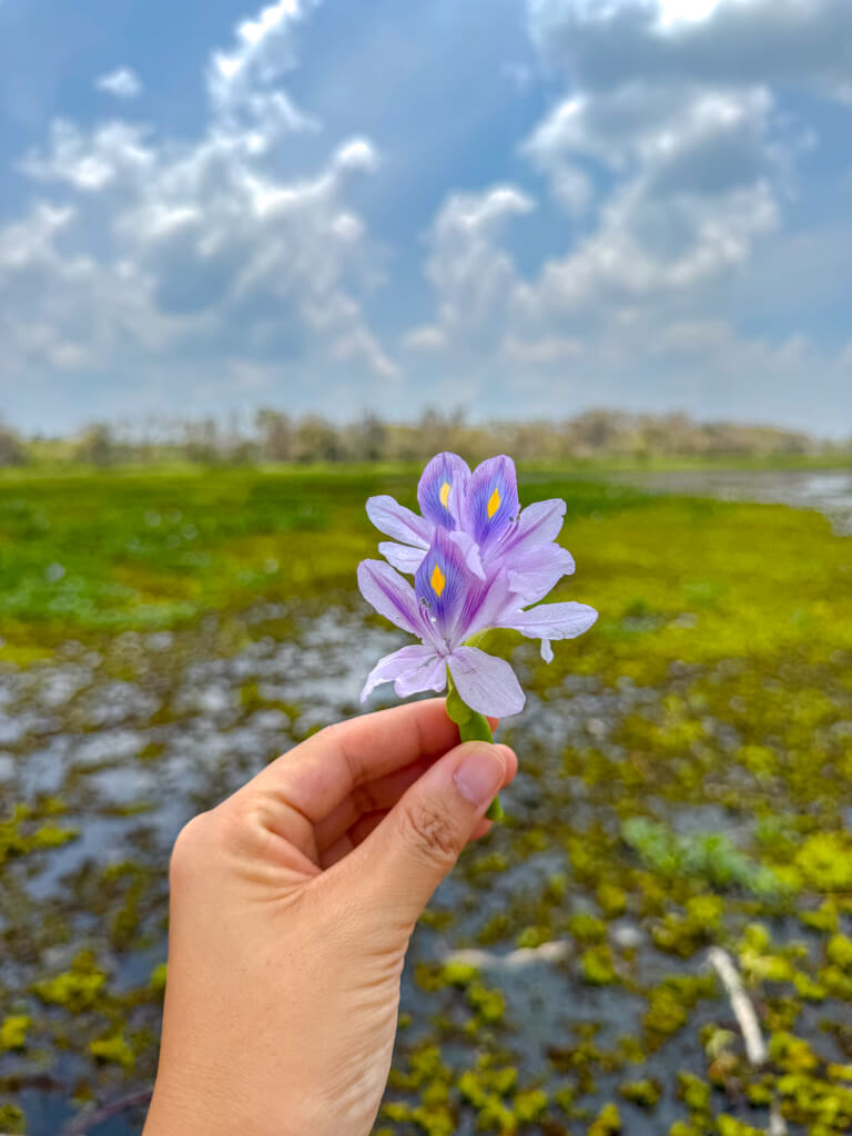 canoe ride Hiriwadunna Village habarana sri lanka _ laugh travel eat