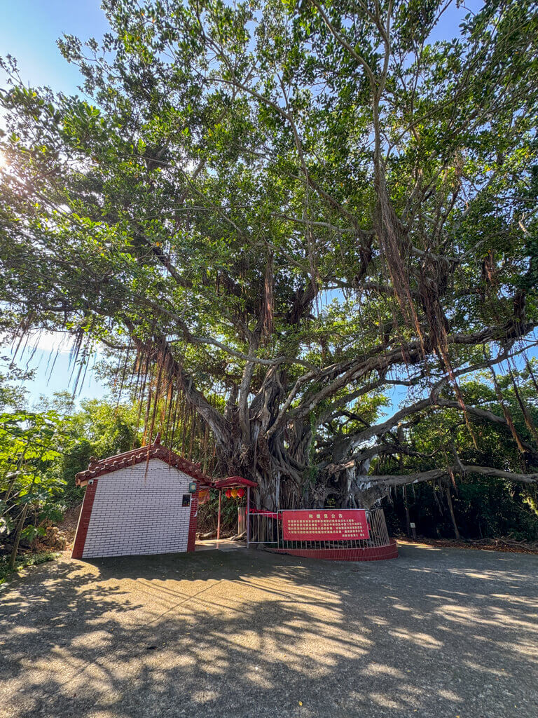 banyan treexiao liuqiuo Taiwan _ laugh travel eat
