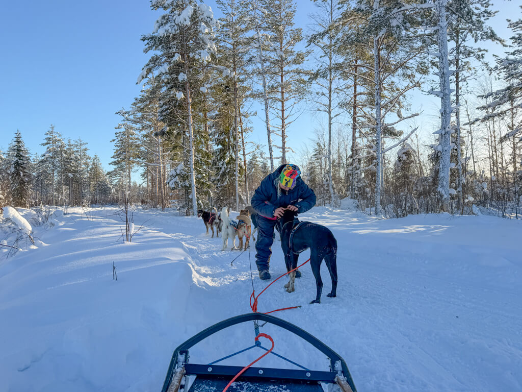 husky safari rovaniemi finland _ laugh travel eat