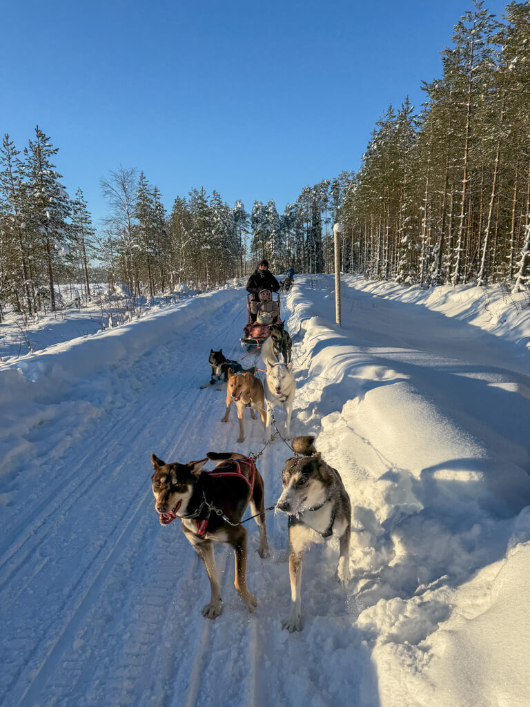 husky safari rovaniemi finland _ laugh travel eat