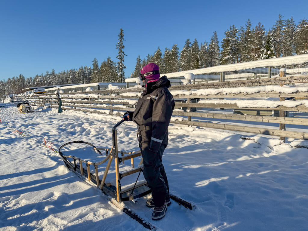huskies at husky safari rovaniemi finland _ laugh travel eat