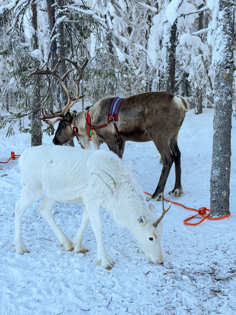 reindeer ride kotatieva winter park rovaniemi finland _ laugh travel eat