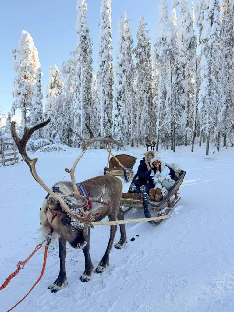 reindeer ride kotatieva winter park rovaniemi finland _ laugh travel eat